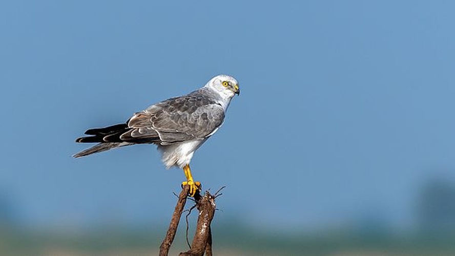 Pallid Harrier © <a href="//commons.wikimedia.org/wiki/User:Mprasannak" title="User:Mprasannak">Mprasannak</a>