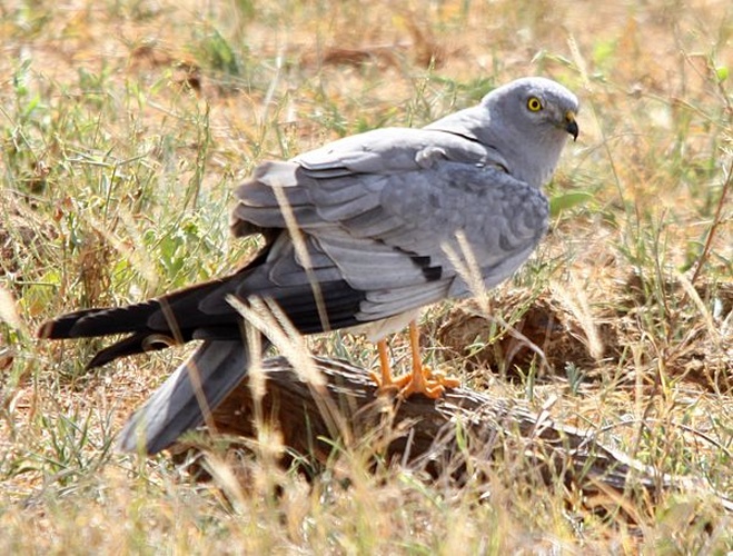 Montagu's Harrier &copy; <a rel="nofollow" class="external text" href="https://www.flickr.com/people/27770620@N02">Donald Macauley</a>