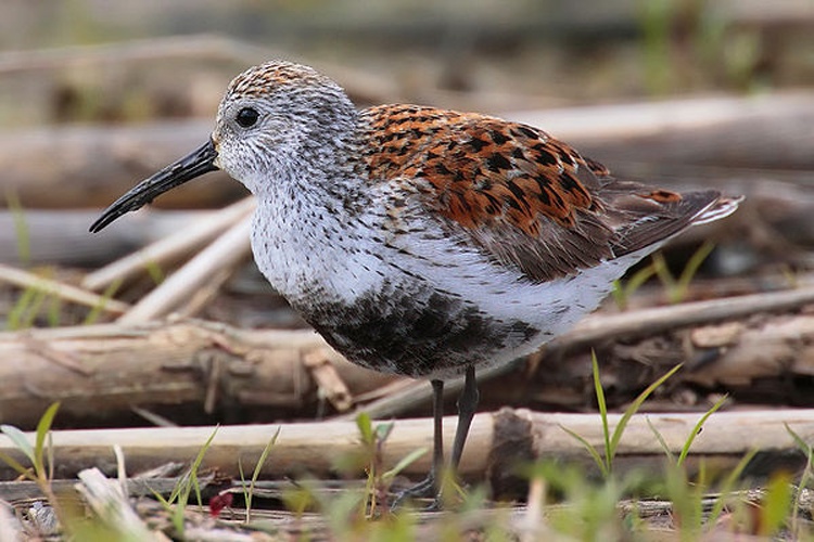 Dunlin &copy; <a href="//commons.wikimedia.org/wiki/User:Mdf" title="User:Mdf">Mdf</a>, edited by <a href="//commons.wikimedia.org/wiki/User:Fir0002" title="User:Fir0002">Fir0002</a>