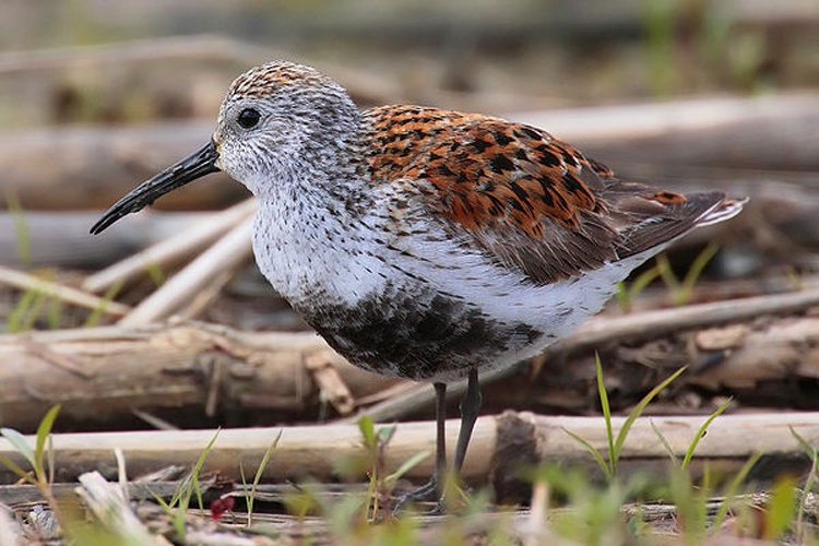 Dunlin © <a href="//commons.wikimedia.org/wiki/User:Mdf" title="User:Mdf">Mdf</a>, edited by <a href="//commons.wikimedia.org/wiki/User:Fir0002" title="User:Fir0002">Fir0002</a>