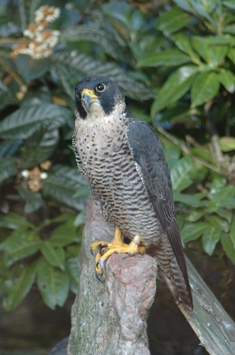 Falco peregrinus © Francisco M. Marzoa Alonso