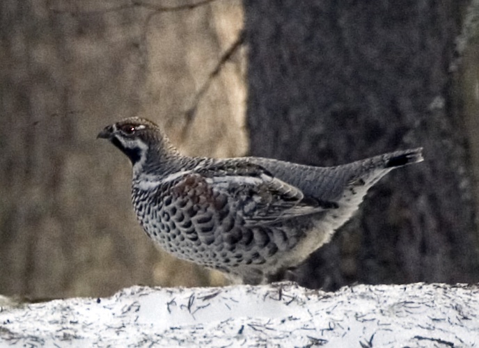 Hazel Grouse © <a href="//commons.wikimedia.org/wiki/User:Kallerna" title="User:Kallerna">kallerna</a>