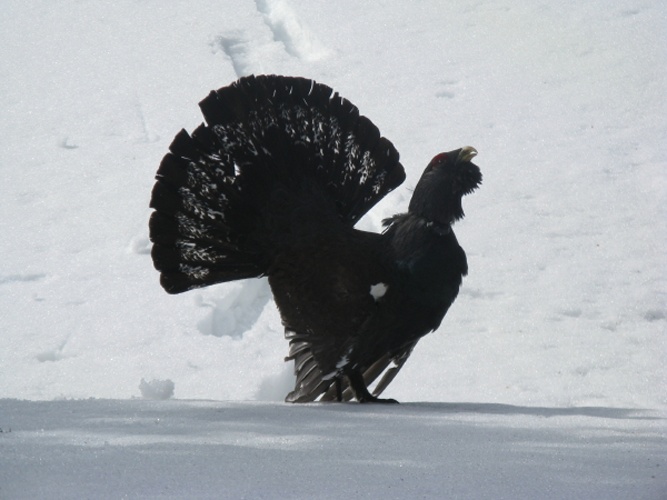 Tetrao urogallus aquitanicus &copy; <a href="//commons.wikimedia.org/wiki/User:Gerarcalis" title="User:Gerarcalis">Gerarcalis</a>