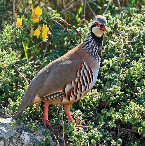 Red-legged Partridge &copy; <a rel="nofollow" class="external text" href="https://www.flickr.com/photos/36836231@N00">Arturo Nikolai</a>