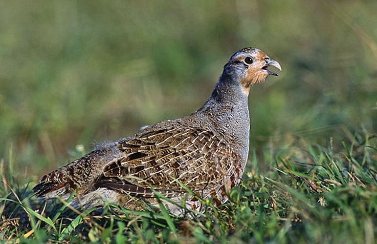 Grey Partridge &copy; 