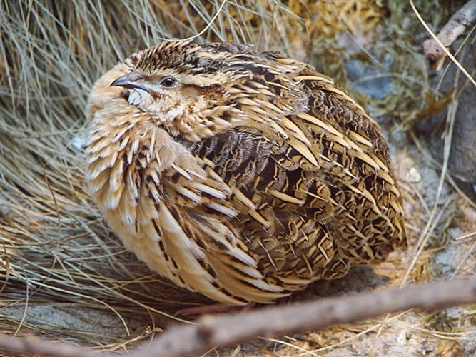 Coturnix coturnix &copy; <a href="//commons.wikimedia.org/wiki/User:Gu%C3%A9rin_Nicolas" title="User:Guérin Nicolas">Guérin Nicolas</a> <sup>(<a href="//commons.wikimedia.org/wiki/User_talk:Gu%C3%A9rin_Nicolas" title="User talk:Guérin Nicolas">messages</a>)</sup>