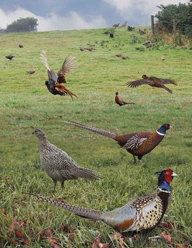 Common Pheasant © Richard Crossley
