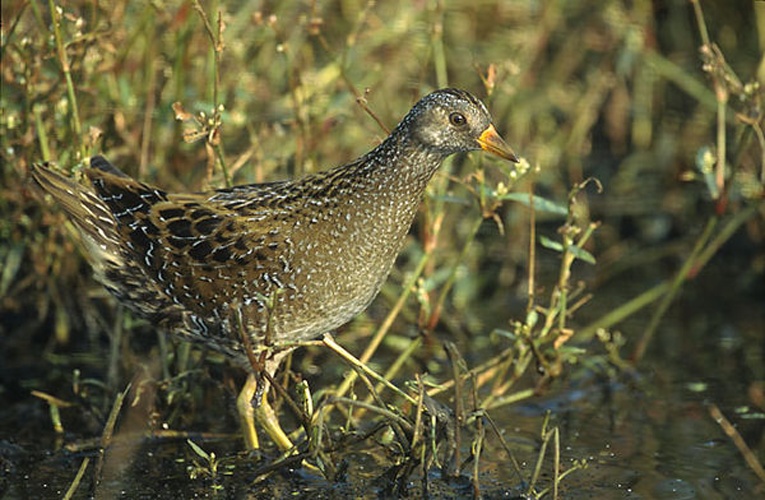 Spotted Crake © 