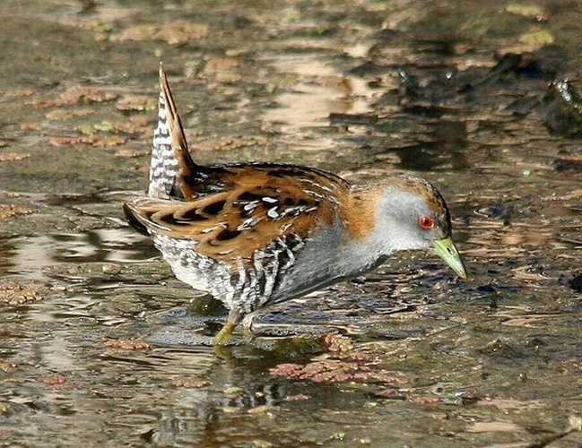 Baillon's Crake &copy; Jason Girvan