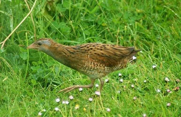 Corn Crake &copy; <a rel="nofollow" class="external text" href="https://www.flickr.com/people/42846000@N04">Rachel Davies</a>