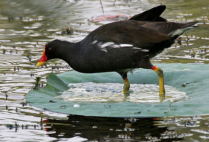 Common Moorhen © <a href="//commons.wikimedia.org/wiki/User:J.M.Garg" title="User:J.M.Garg">J.M.Garg</a>