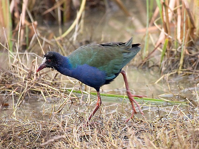Allen's Gallinule &copy; <a rel="nofollow" class="external text" href="https://www.flickr.com/people/28820410@N03">Martien Brand</a> from Mariënberg, The Netherlands