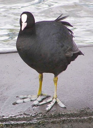 Eurasian Coot &copy; Axel Mauruszat