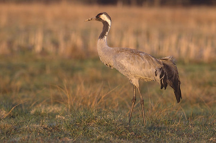 Common Crane &copy; <a href="//commons.wikimedia.org/wiki/User:Pkuczynski/Marek_Szczepanek" title="User:Pkuczynski/Marek Szczepanek">Marek Szczepanek</a>