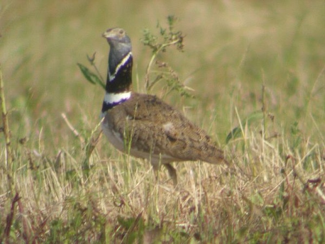 Little bustard &copy; Renato Pacchioni