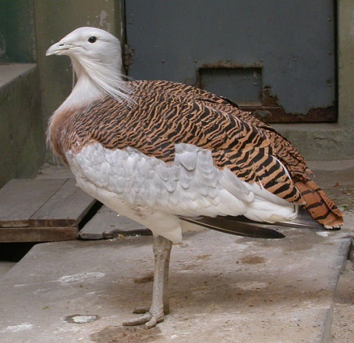 Great Bustard © <a href="https://zh.wikipedia.org/wiki/User:Snowyowls" class="extiw" title="zh:User:Snowyowls">zh:User:Snowyowls</a>