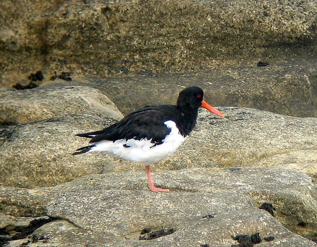 Eurasian Oystercatcher &copy; No machine-readable author provided. <a href="//commons.wikimedia.org/wiki/User:MPF" title="User:MPF">MPF</a> assumed (based on copyright claims).