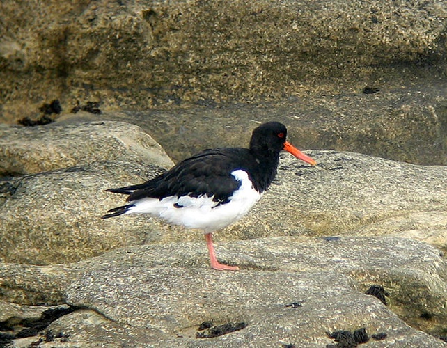 Eurasian Oystercatcher © No machine-readable author provided. <a href="//commons.wikimedia.org/wiki/User:MPF" title="User:MPF">MPF</a> assumed (based on copyright claims).