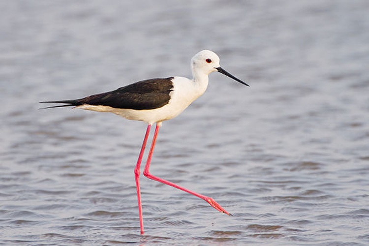 Black-winged Stilt &copy; <a href="//commons.wikimedia.org/wiki/User:JJ_Harrison" title="User:JJ Harrison">JJ Harrison</a> (<a rel="nofollow" class="external free" href="https://www.jjharrison.com.au/">https://www.jjharrison.com.au/</a>)