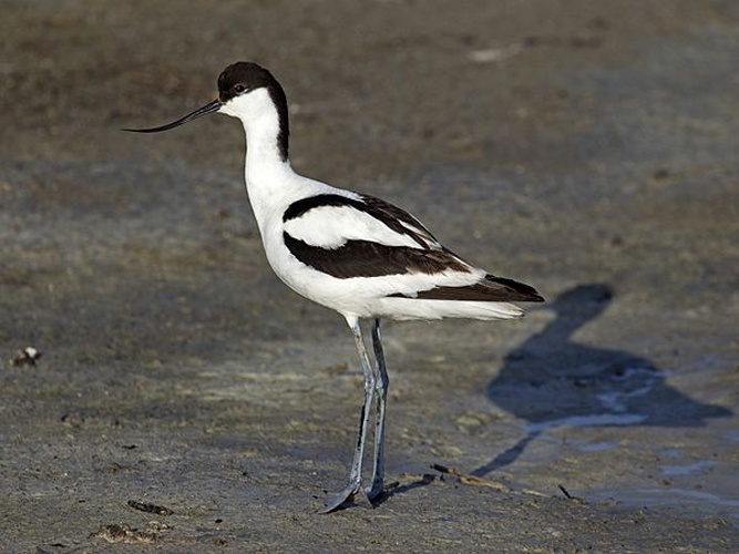 Pied Avocet &copy; <a rel="nofollow" class="external text" href="http://photo-natur.de">Andreas Trepte</a>