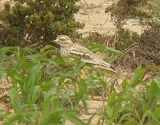 Eurasian Stone-curlew © No machine-readable author provided. <a href="//commons.wikimedia.org/wiki/User:MPF" title="User:MPF">MPF</a> assumed (based on copyright claims).