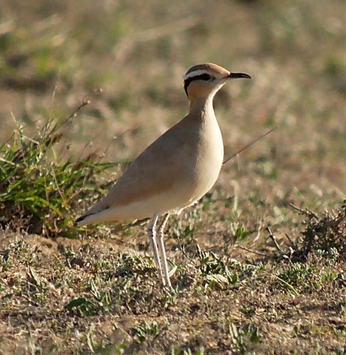 Cream-coloured Courser &copy; Frank Vassen
