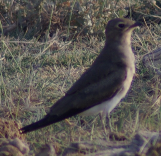 Collared Pratincole © <a href="//commons.wikimedia.org/wiki/User:JerryFriedman" title="User:JerryFriedman">JerryFriedman</a>