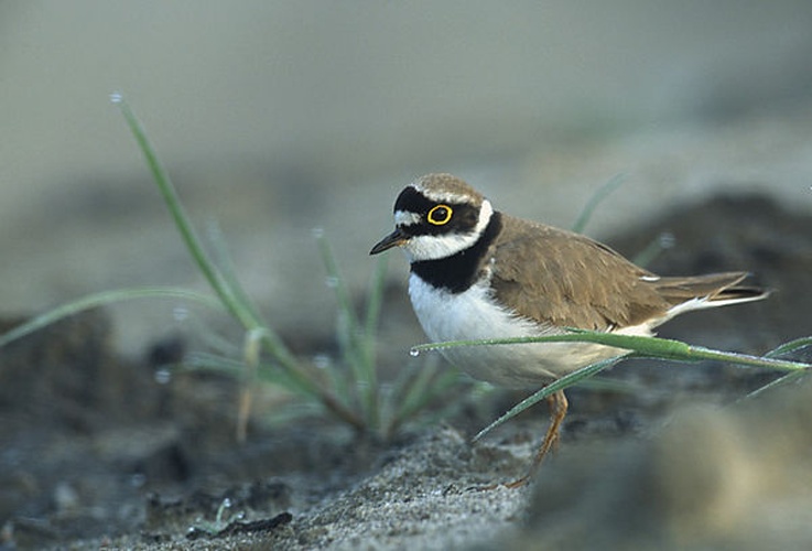 Little Ringed Plover © <a href="//commons.wikimedia.org/wiki/User:Pkuczynski/Marek_Szczepanek" title="User:Pkuczynski/Marek Szczepanek">Marek Szczepanek</a>