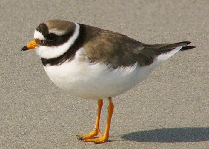 Common Ringed Plover &copy; <a rel="nofollow" class="external text" href="http://foto.andreas-trepte.de">Andreas Trepte</a>