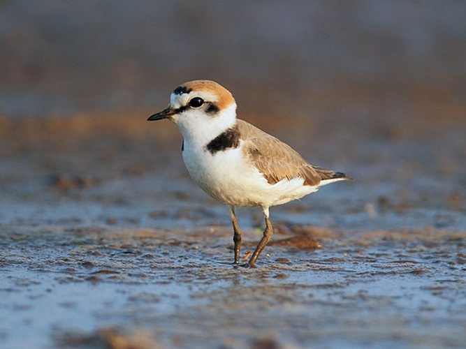 Kentish Plover &copy; Original: <a href="//commons.wikimedia.org/wiki/User:Davidvraju" title="User:Davidvraju">Davidvraju</a>, edit: <a href="//commons.wikimedia.org/wiki/User:MPF" title="User:MPF">MPF</a>