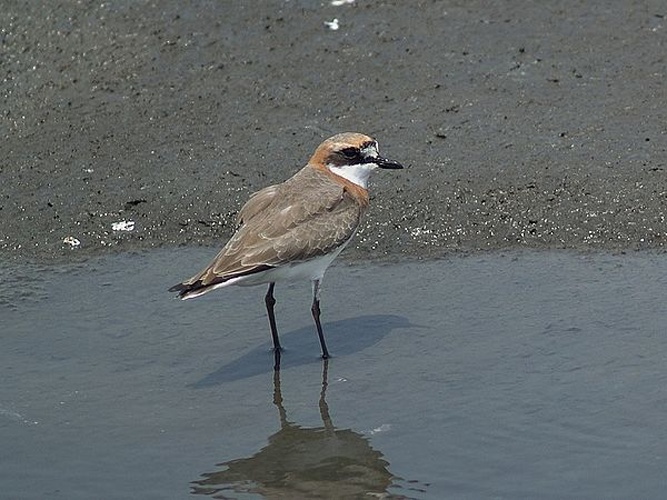 Lesser Sand Plover &copy; <a href="//commons.wikimedia.org/wiki/User:Alnus" title="User:Alnus">Alnus</a>