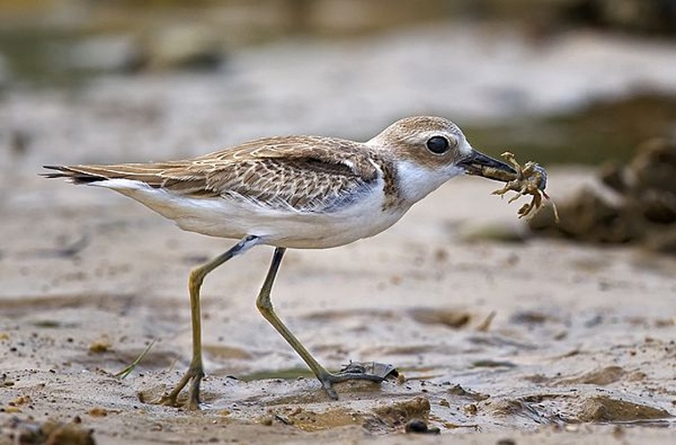 Greater Sand Plover &copy; <a rel="nofollow" class="external text" href="https://www.flickr.com/people/21437472@N07">Chung Kiu, Ryan Cheng</a> from Hong Kong
