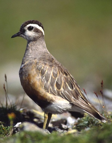 Eurasian Dotterel © 