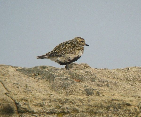 European Golden Plover © No machine-readable author provided. <a href="//commons.wikimedia.org/wiki/User:MPF" title="User:MPF">MPF</a> assumed (based on copyright claims).