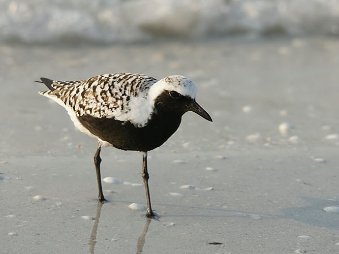 Grey Plover &copy; <a href="//commons.wikimedia.org/wiki/User:Biopics" title="User:Biopics">Hans Hillewaert</a>
