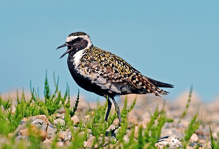 Pacific Golden Plover &copy; <a rel="nofollow" class="external text" href="https://www.flickr.com/people/38623372@N06">Bering Land Bridge National Preserve</a>