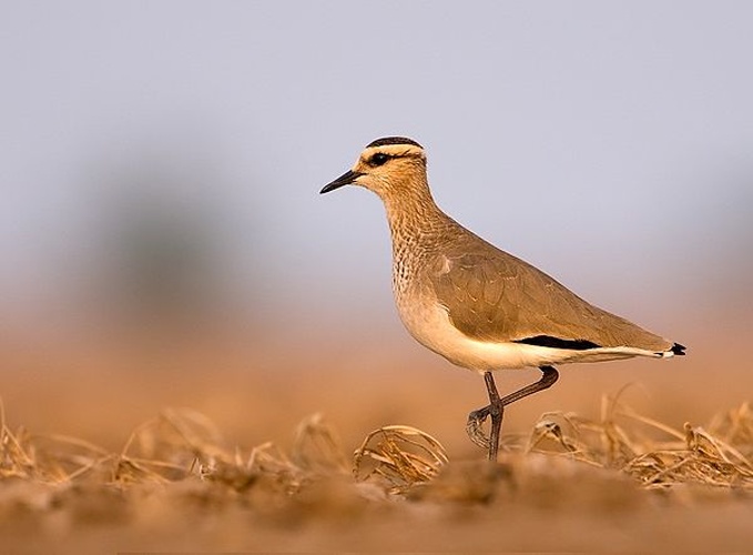 Sociable Lapwing © <a href="//commons.wikimedia.org/w/index.php?title=User:Cks3976&amp;action=edit&amp;redlink=1" class="new" title="User:Cks3976 (page does not exist)">Cks3976</a>