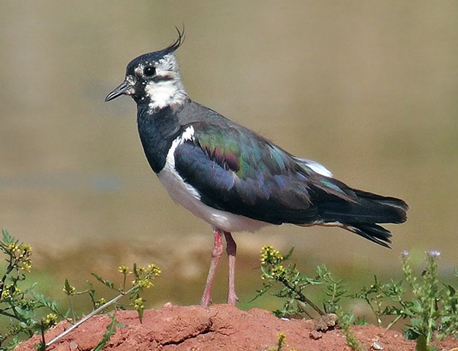 Northern Lapwing © <a rel="nofollow" class="external text" href="http://foto.andreas-trepte.de">Andreas Trepte</a>
