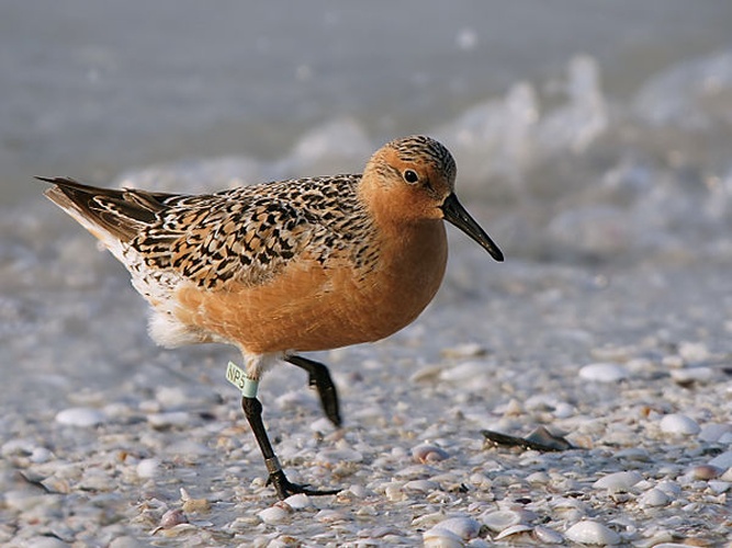 Red Knot &copy; <div class="fn value">
Hans Hillewaert</div>