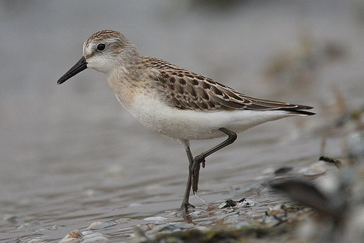 semipalmated sandpiper © No machine-readable author provided. <a href="//commons.wikimedia.org/wiki/User:Mdf" title="User:Mdf">Mdf</a> assumed (based on copyright claims).