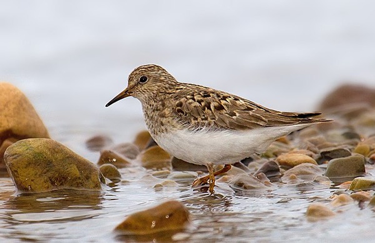 Temminck's Stint &copy; <a rel="nofollow" class="external text" href="http://photo-natur.de">Andreas Trepte</a>