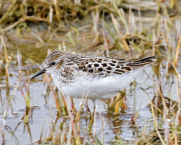 least sandpiper &copy; Donna Dewhurst, USFWS