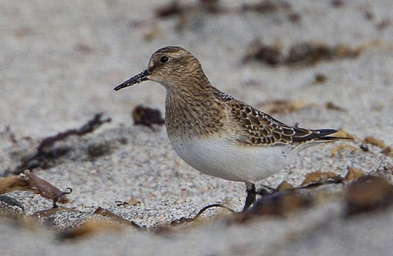 Baird's sandpiper © <a rel="nofollow" class="external text" href="https://www.flickr.com/people/29174969@N00">Ómar Runólfsson</a>