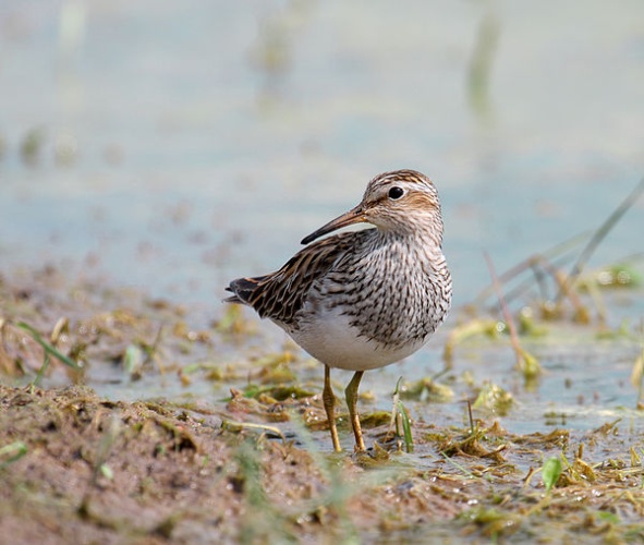 pectoral sandpiper &copy; <a rel="nofollow" class="external text" href="http://photo-natur.de">Andreas Trepte</a>