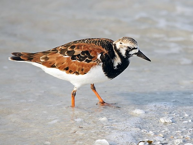 Ruddy Turnstone &copy; <div class="fn value">
Hans Hillewaert</div>