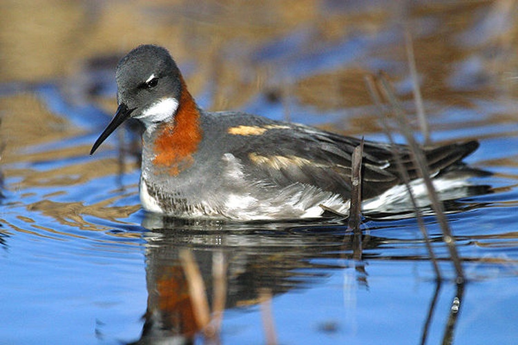 Red-necked Phalarope &copy; U.S. Fish &amp; Wildlife Service