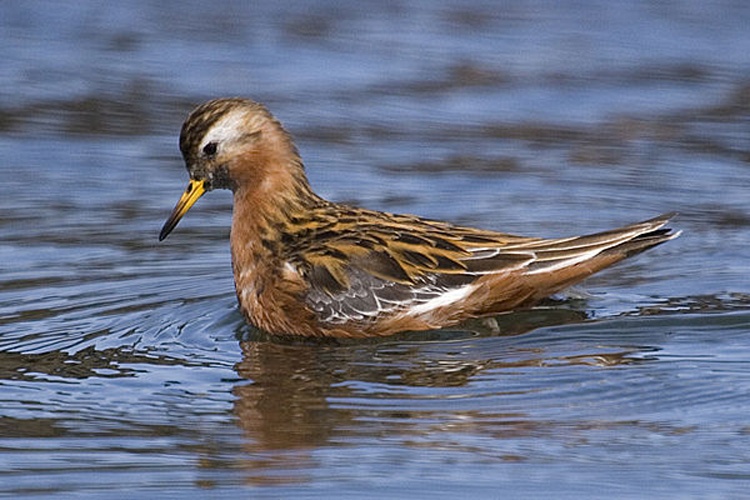 Phalaropus fulicarius © <a rel="nofollow" class="external text" href="https://www.flickr.com/people/72825507@N00">Mike Baird</a> from Morro Bay, USA