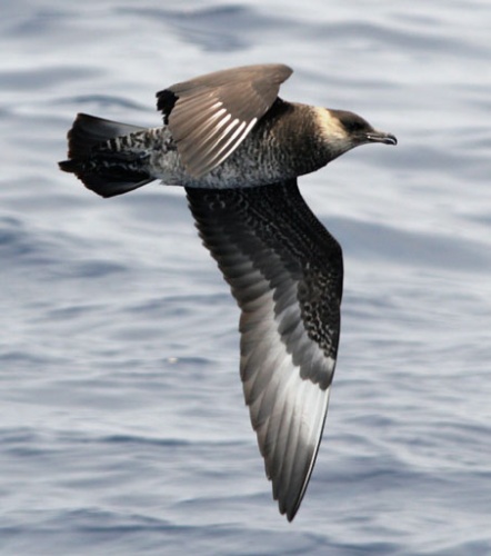 Pomarine Skua © Patrick Coin (<a href="//commons.wikimedia.org/wiki/User:Cotinis" title="User:Cotinis">Patrick Coin</a>)