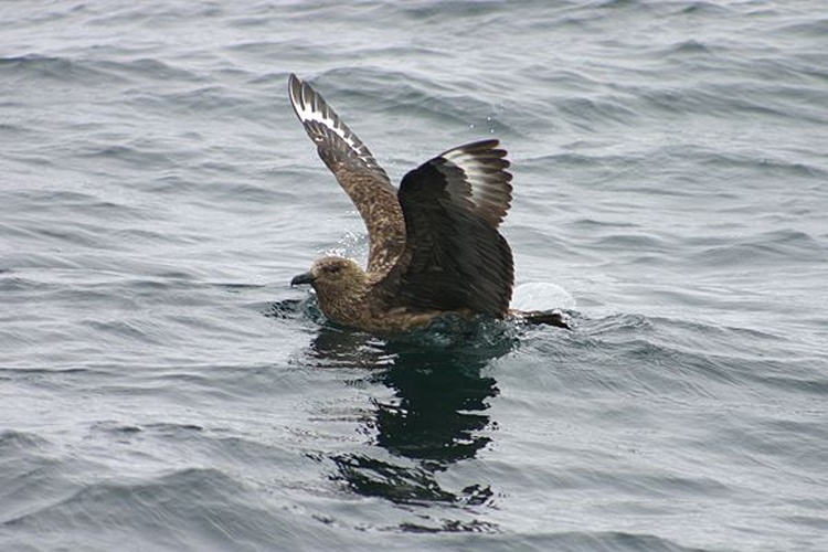 Great Skua &copy; <a href="https://en.wikipedia.org/wiki/User:Psychofox" class="extiw" title="wikipedia:User:Psychofox">Psychofox</a> at <a href="https://en.wikipedia.org/wiki/" class="extiw" title="wikipedia:">English Wikipedia</a>