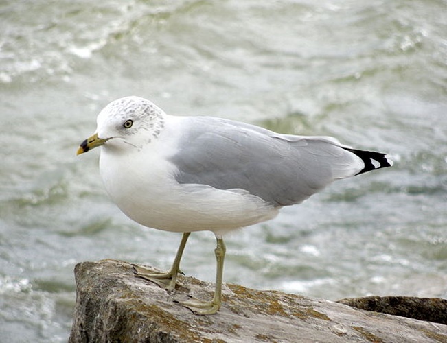 Ring-billed Gull &copy; <a rel="nofollow" class="external text" href="https://www.flickr.com/people/80029441@N00">Robert &amp; Pam</a> from McClure